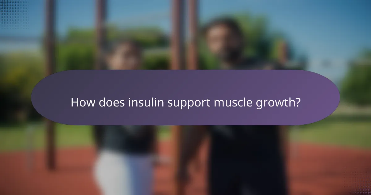 How does insulin support muscle growth?