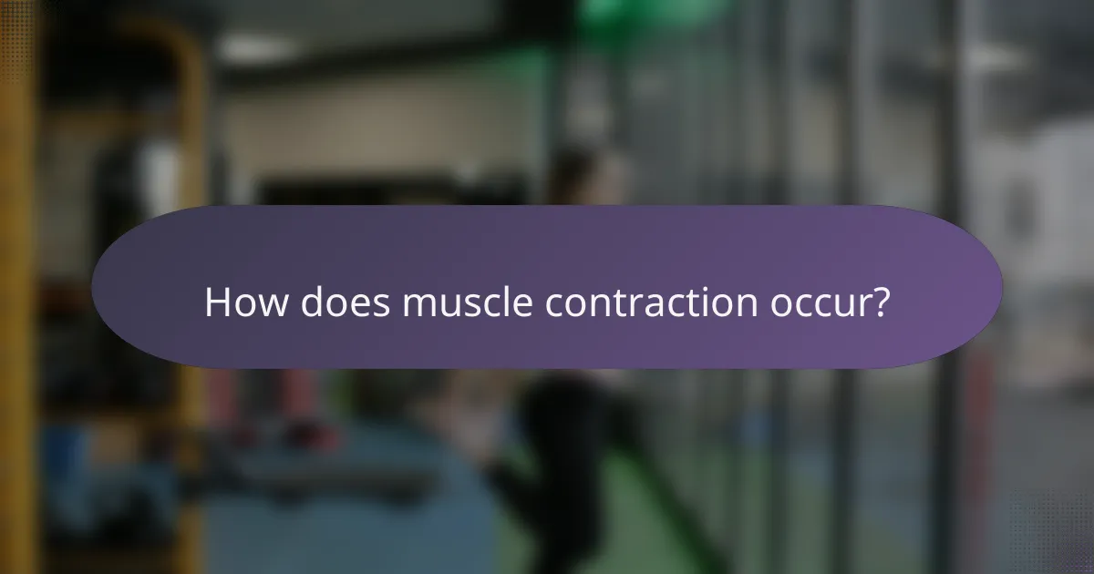 How does muscle contraction occur?