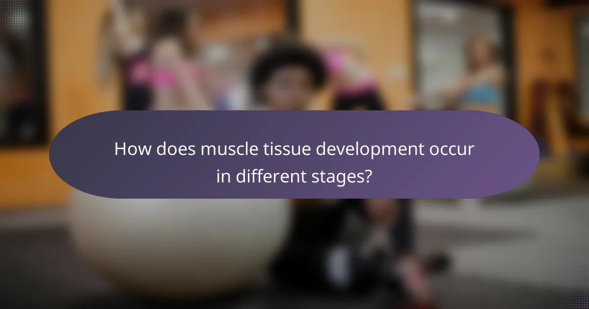 How does muscle tissue development occur in different stages?