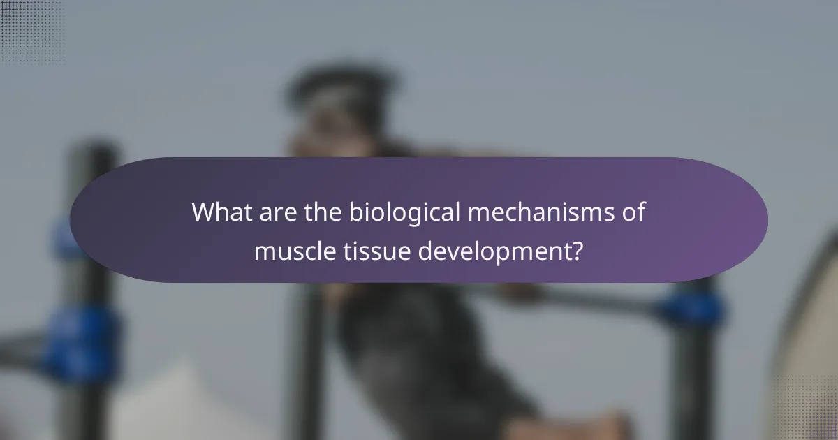 What are the biological mechanisms of muscle tissue development?