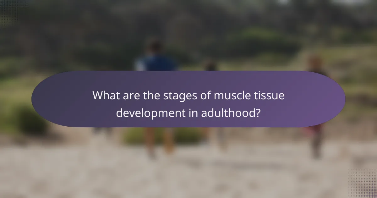 What are the stages of muscle tissue development in adulthood?